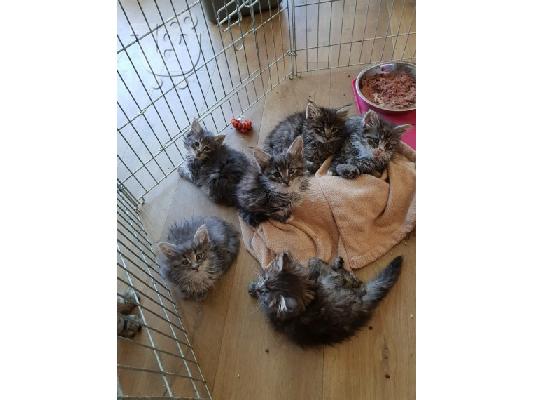 PoulaTo: Νορβηγικά δάση X Ragdoll Kittens